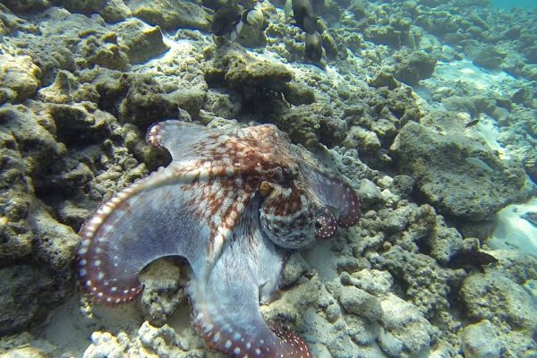 Магазины котиков: Надежные решения